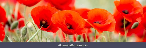 2024 Poppies Twitter cover 1500x500 e