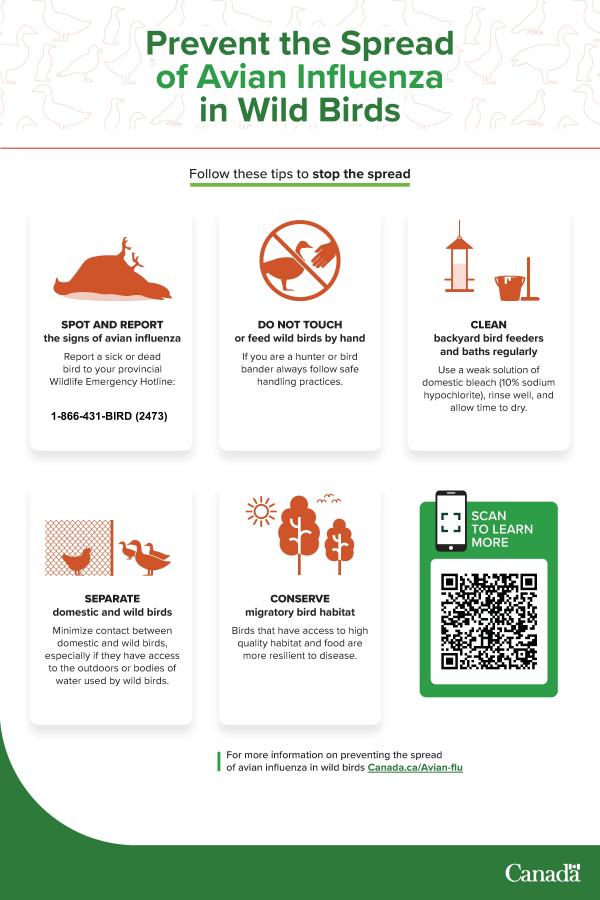 21283 Wild bird avian flu infographic 12x18 EN