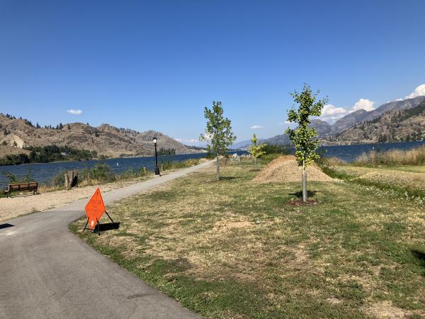 Cedar Street Spit invasive trees after removal