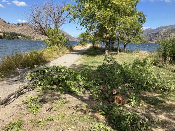 Cedar Street Spit invasive trees during removal