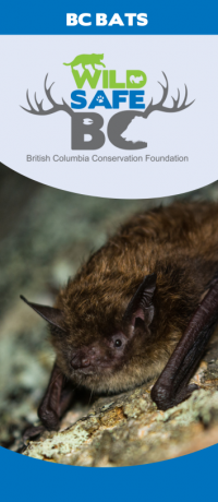 bcbats brochure