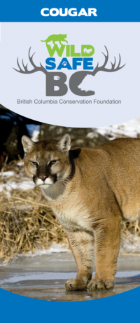 cougar brochure