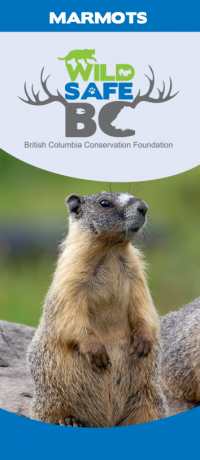 marmot brochure